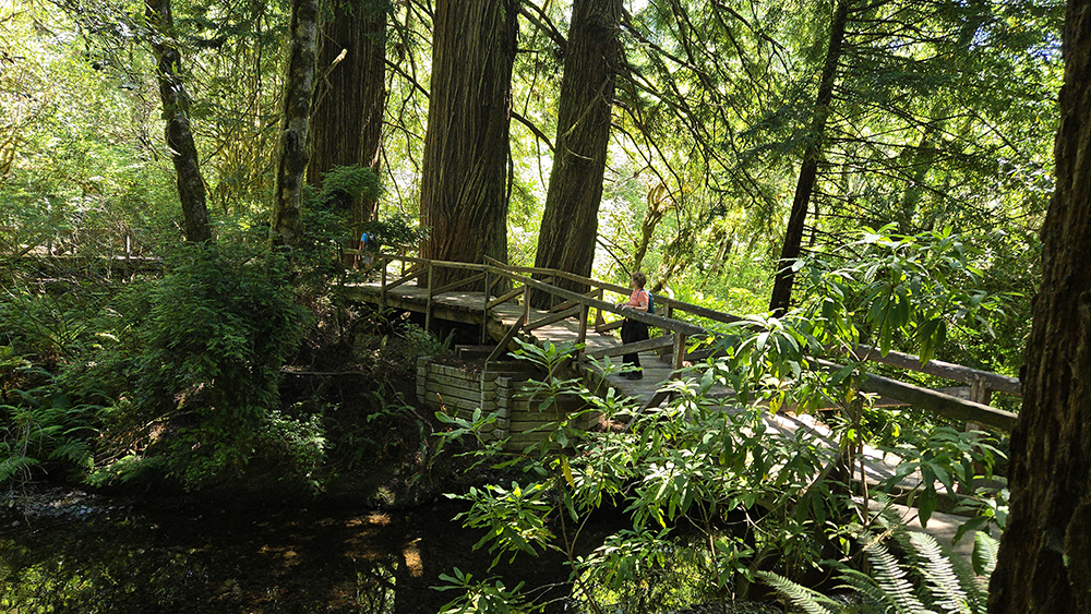 Prairie Creek State Park