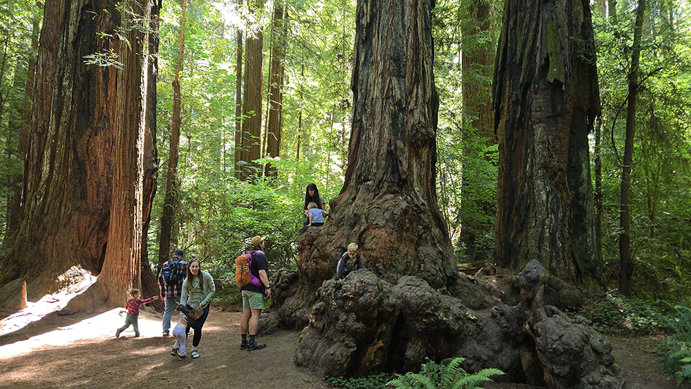 Jedediah Smith State Park